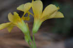 Tufted yellow woodsorrel